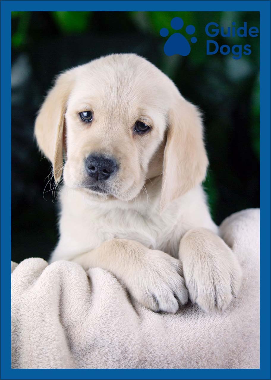 Zoom the Guide Dog puppy