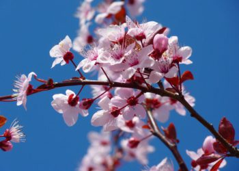 almond blossom