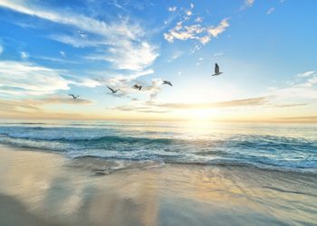 birds flying sky