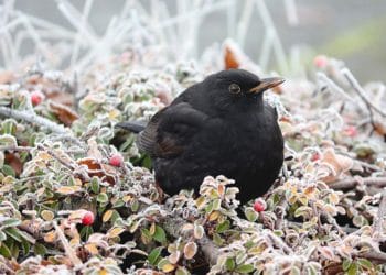 blackbird