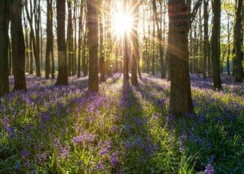 Picture: Greg Krycinski from Pixabay