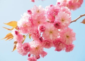Cherry blossom