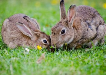 cropped european rabbits