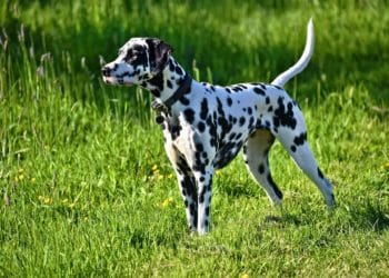 Dalmations