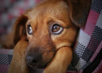 doggie dna