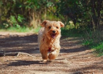 Dog trail