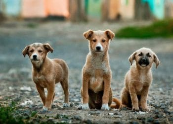 Puppies