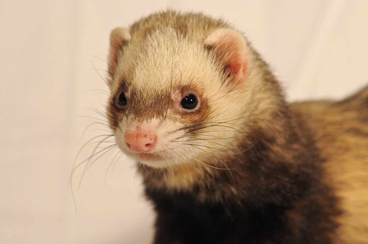 ferret