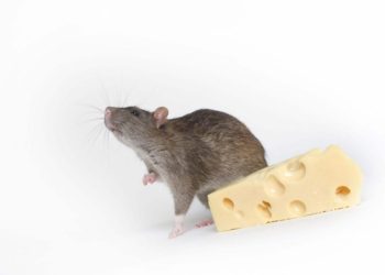 grey rat with cheese