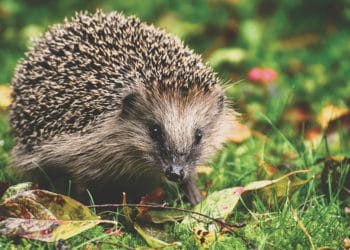Hedgehogs may struggle in the floodwater. Picture: Alexas_Fotos via Pixabay