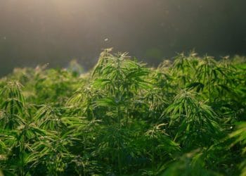 shinfield cannibis plant thames valley police
