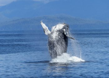 humpback whale