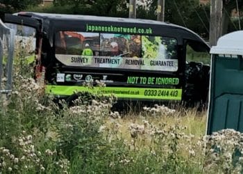 japanese knotweed wokingham invasive species