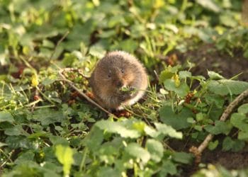 Water vole