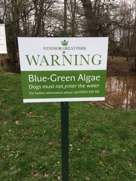 Be Blue-Green Algae aware this summer