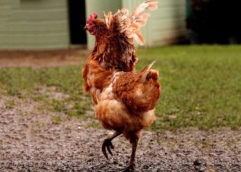 Ex-battery hens are looking for adoptive parents after being rescued from slaughter. Could you rehome one?