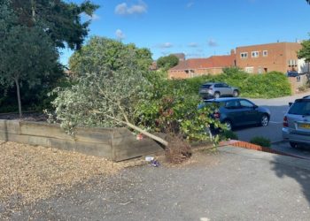 One of the trees uprooted in Howard Palmer Gardens earlier this summer