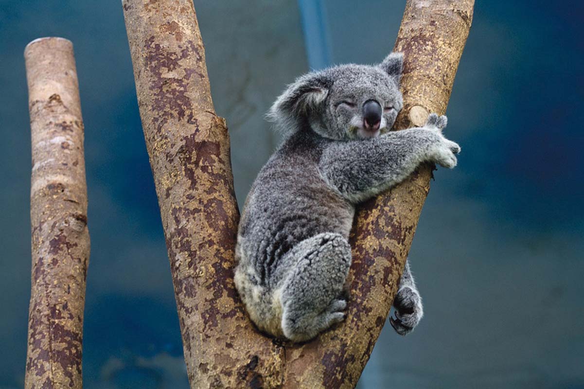 koala