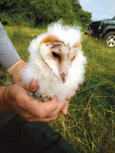 barn owls wokingham