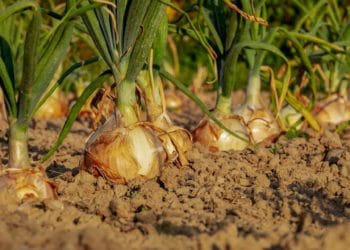 Onions