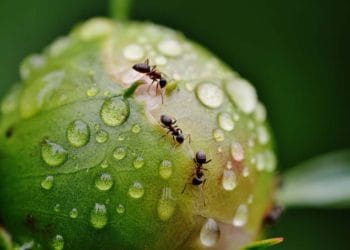 Ants garden pests