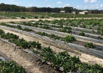Roles are being advertised across the country for labourers to help with planting and picking.