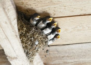 Swallows