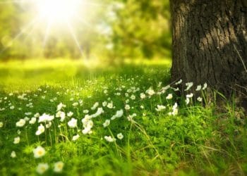 nature