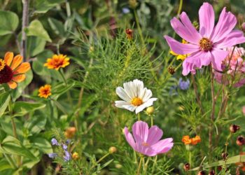 Wildflowers