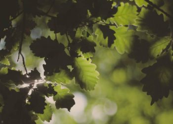 A Lower Earley resident is concerned that oak trees are being felled in the area. Picture: Wolfgang Rottmann on Unsplash