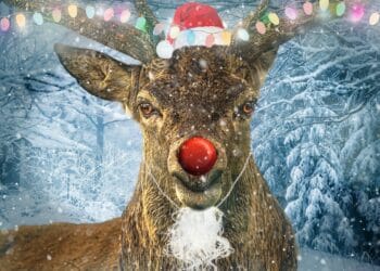 Santa's mate Rudolph the Red Nose Reindeer Picture: Pixabay
