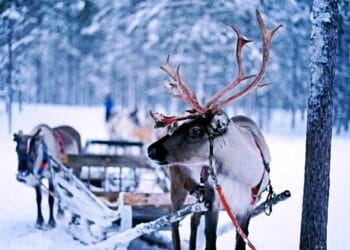 rudolph