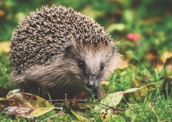 wildlife