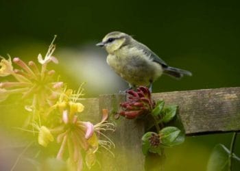 A new quiz will celebrate our feathered friends Picture: David Wilson Homes