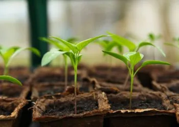 Gardening has been enjoyed by Brian during lockdown Picture:  J Garget from Pixabay