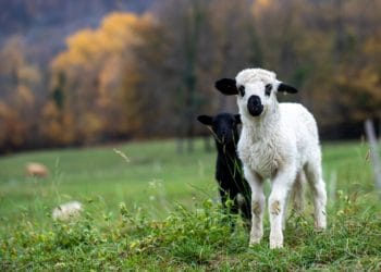 lamb
