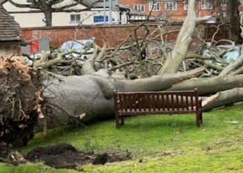 Fallen tree near Wade Day Centre. Picture: Jacob Baines