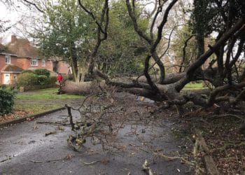 The large oak tree on Frog Hall Drive, Wokingham Picture: Caroline Boardman