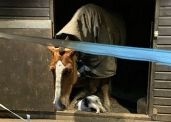 horse