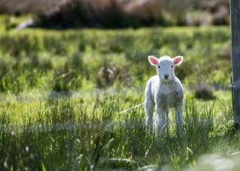 Picture: Rod Long on Unsplash