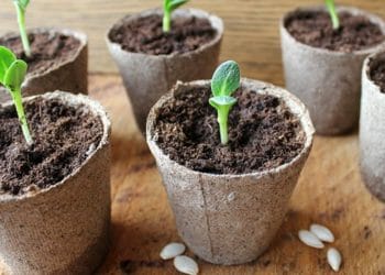 March is the time to get seedlings on their way Picture: Contrib