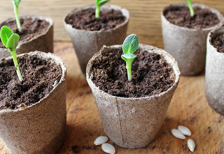 March is the time to get seedlings on their way Picture: Contrib