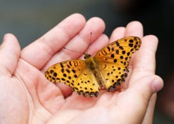 A butterfly Picture: HeungSoon from Pixabay