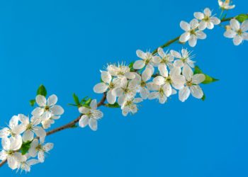 Spring sees nature coming back to life again Picture: Vinzenz Lorenz M from Pixabay