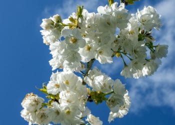 blossom