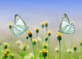 Spring is here Picture: Ronny Overhate from Pixabay