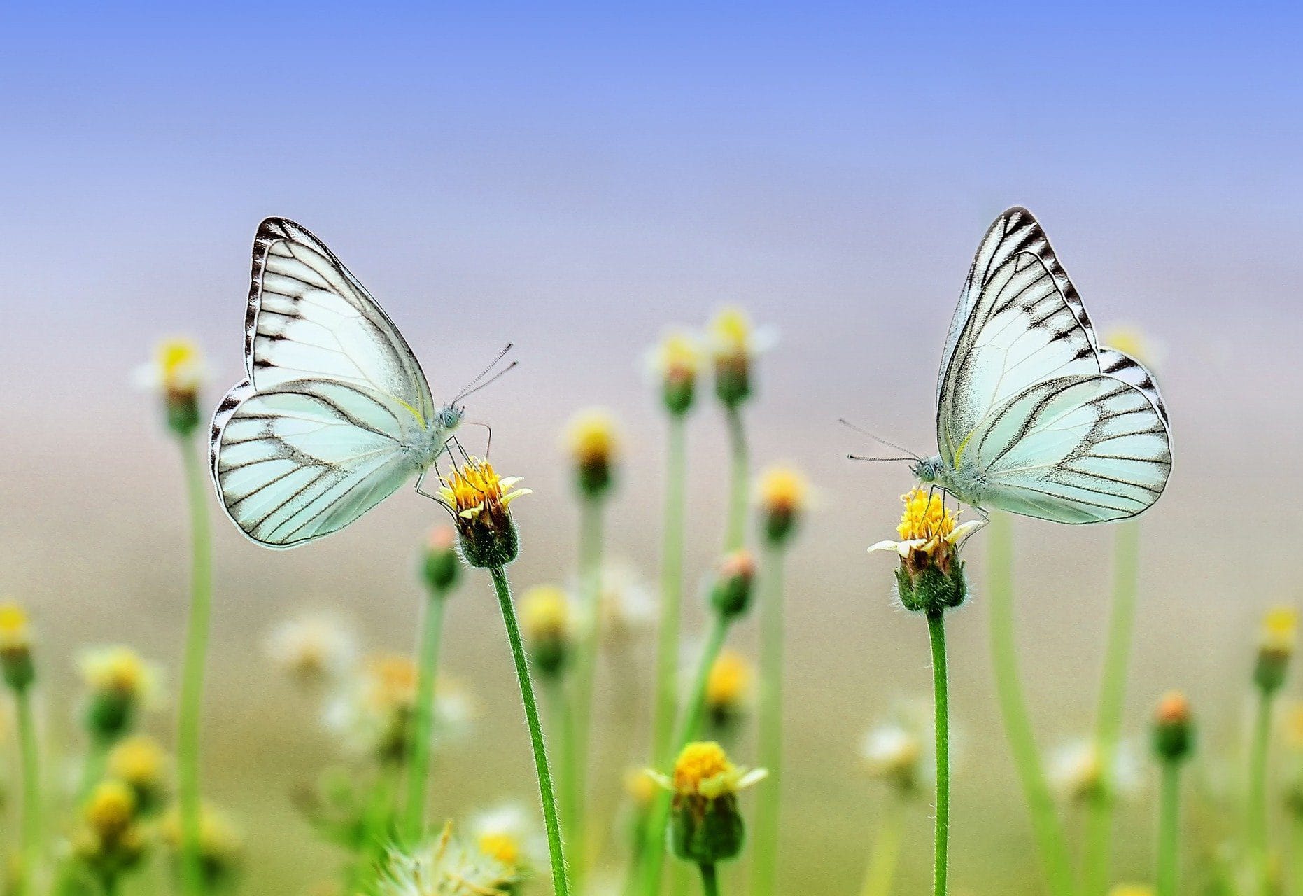 Spring is here Picture: Ronny Overhate from Pixabay