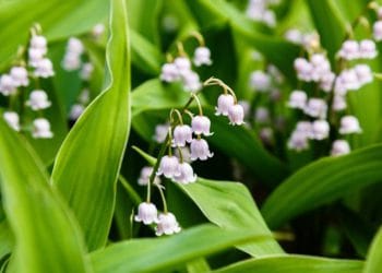 lily of the valley