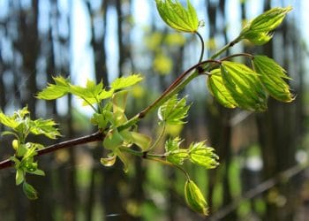 acorns