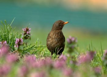 bird